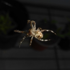 Hortophora sp. (genus) at Reid, ACT - 14 Nov 2017 08:02 AM