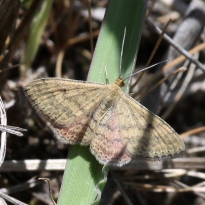 Scopula rubraria (Reddish Wave, Plantain Moth) at Tharwa, ACT - 12 Nov 2017 by HarveyPerkins