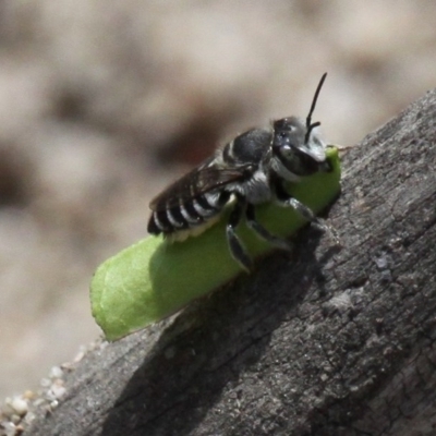 Megachile (Eutricharaea) sp. (genus & subgenus) (Leaf-cutter Bee) at Tennent, ACT - 12 Nov 2017 by HarveyPerkins