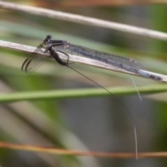 Ischnura heterosticta (Common Bluetail Damselfly) at Paddys River, ACT - 12 Nov 2017 by HarveyPerkins