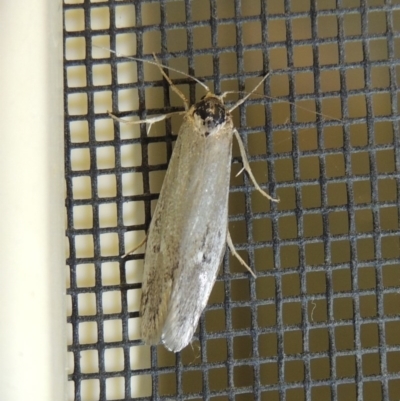 Philobota productella (Pasture Tunnel Moth) at Conder, ACT - 10 Nov 2017 by MichaelBedingfield