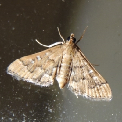 Nacoleia rhoeoalis (Spilomelinae) at Conder, ACT - 10 Nov 2017 by MichaelBedingfield