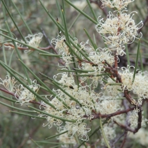 Hakea microcarpa at Conder, ACT - 12 Nov 2017 06:43 PM