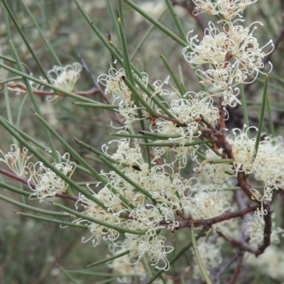 Hakea microcarpa (Small-fruit Hakea) at Tuggeranong Hill - 12 Nov 2017 by michaelb