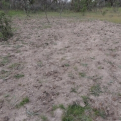 Sus scrofa (Pig (feral)) at Tuggeranong Hill - 12 Nov 2017 by michaelb