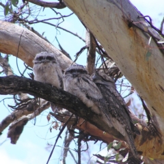 Podargus strigoides (Tawny Frogmouth) at Mount Ainslie - 12 Nov 2017 by MatthewFrawley