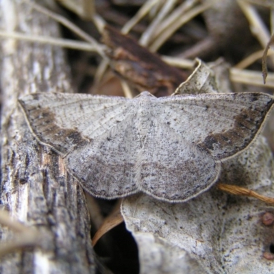 Taxeotis intextata (Looper Moth, Grey Taxeotis) at Majura, ACT - 12 Nov 2017 by MatthewFrawley