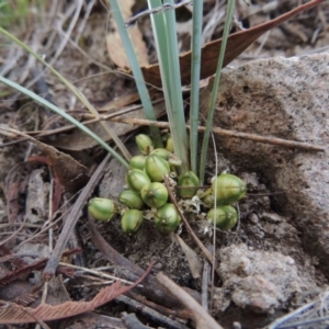 Lomandra bracteata at Conder, ACT - 12 Nov 2017