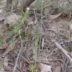 Lomandra bracteata at Conder, ACT - 12 Nov 2017