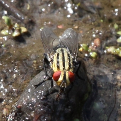 Sarcophagidae sp. (family) (Unidentified flesh fly) at Old Naas TSR - 29 Oct 2017 by HarveyPerkins