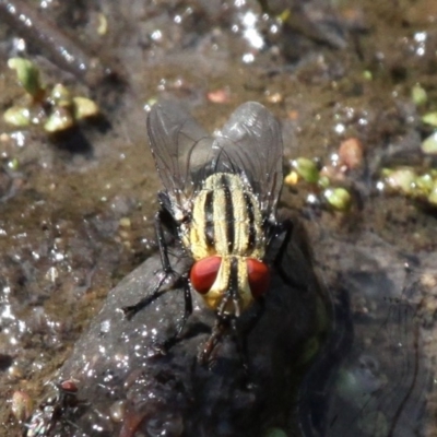 Sarcophagidae (family) (Unidentified flesh fly) at Booth, ACT - 29 Oct 2017 by HarveyPerkins
