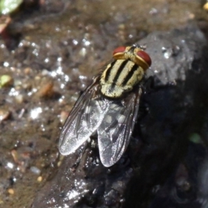 Sarcophagidae sp. (family) at Booth, ACT - 29 Oct 2017