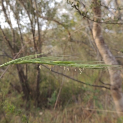 Anthosachne scabra (Common Wheat-grass) at Tuggeranong Hill - 12 Nov 2017 by michaelb