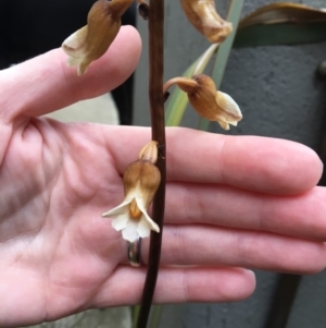 Gastrodia sp. at Bruce, ACT - suppressed