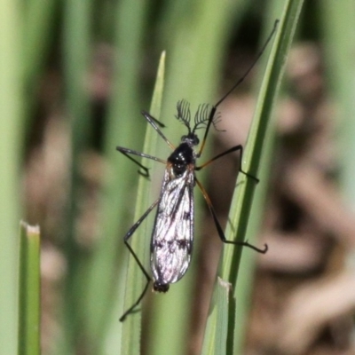 Gynoplistia sp. (genus) (Crane fly) at Mount Clear, ACT - 29 Oct 2017 by HarveyPerkins