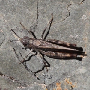 Phaulacridium vittatum at Mount Clear, ACT - 29 Oct 2017 03:36 PM