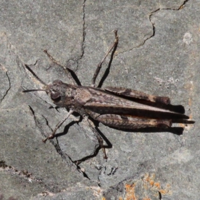 Phaulacridium vittatum (Wingless Grasshopper) at Namadgi National Park - 29 Oct 2017 by HarveyPerkins