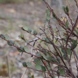 Bossiaea buxifolia at Conder, ACT - 12 Nov 2017