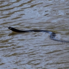 Pseudechis porphyriacus at Molonglo River Reserve - 15 Oct 2017