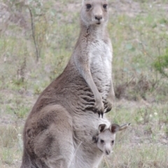 Macropus giganteus (Eastern Grey Kangaroo) at Tuggeranong Hill - 12 Nov 2017 by michaelb