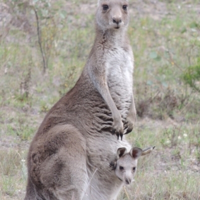 Macropus giganteus (Eastern Grey Kangaroo) at Conder, ACT - 12 Nov 2017 by MichaelBedingfield
