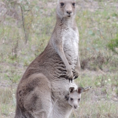 Macropus giganteus (Eastern Grey Kangaroo) at Tuggeranong Hill - 12 Nov 2017 by michaelb