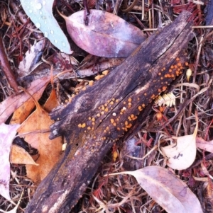 Gelatinous, on wood – genus uncertain at Hughes, ACT - 18 Nov 2017