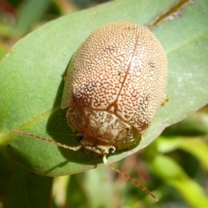 Paropsis atomaria at Cotter River, ACT - 4 Nov 2017