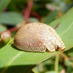 Paropsis atomaria at Cotter River, ACT - 4 Nov 2017