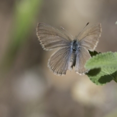 Zizina otis (Common Grass-Blue) at Higgins, ACT - 14 Nov 2017 by Alison Milton