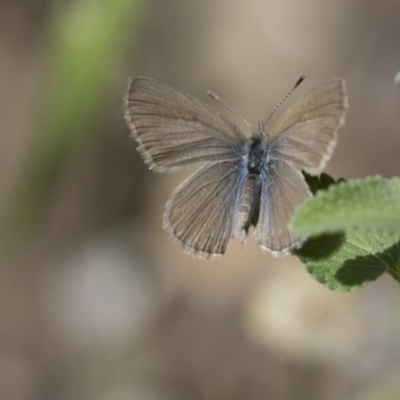 Zizina otis (Common Grass-Blue) at Higgins, ACT - 14 Nov 2017 by Alison Milton