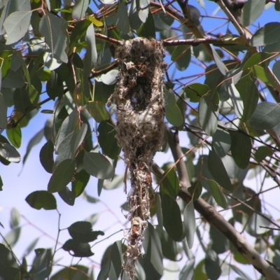 Gerygone fusca (Western Gerygone) at Mount Ainslie - 12 Nov 2017 by MatthewFrawley