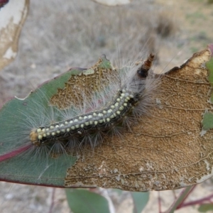 Uraba lugens at Molonglo Valley, ACT - 14 Oct 2017