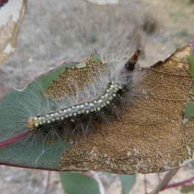 Uraba lugens (Gumleaf Skeletonizer) at Molonglo Valley, ACT - 13 Oct 2017 by HarveyPerkins