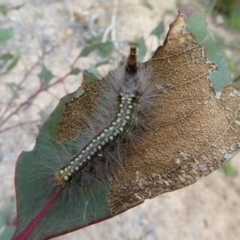 Uraba lugens at Molonglo Valley, ACT - 14 Oct 2017