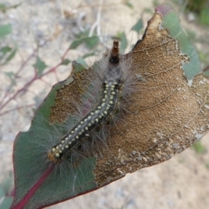 Uraba lugens at Molonglo Valley, ACT - 14 Oct 2017