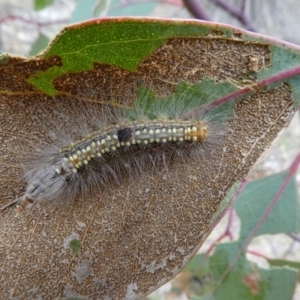 Uraba lugens at Molonglo Valley, ACT - 14 Oct 2017