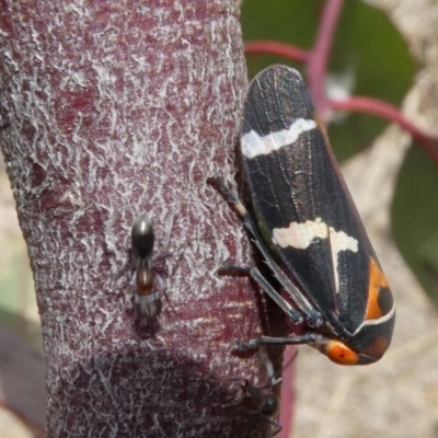 Eurymeloides pulchra (Gumtree hopper) at Molonglo Valley, ACT - 22 Sep 2017 by HarveyPerkins