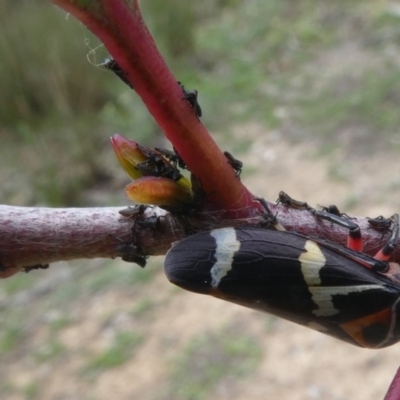 Eurymeloides pulchra (Gumtree hopper) at Molonglo Valley, ACT - 14 Oct 2017 by HarveyPerkins