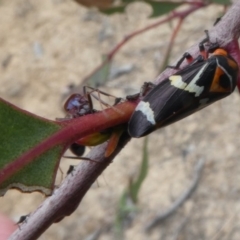 Eurymeloides pulchra at Molonglo Valley, ACT - 14 Oct 2017