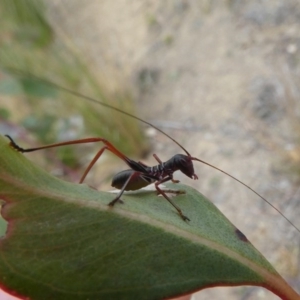 Tettigoniidae (family) at Molonglo Valley, ACT - 14 Oct 2017