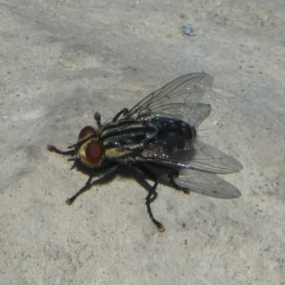 Sarcophagidae sp. (family) (Unidentified flesh fly) at Molonglo Valley, ACT - 16 Oct 2017 by HarveyPerkins