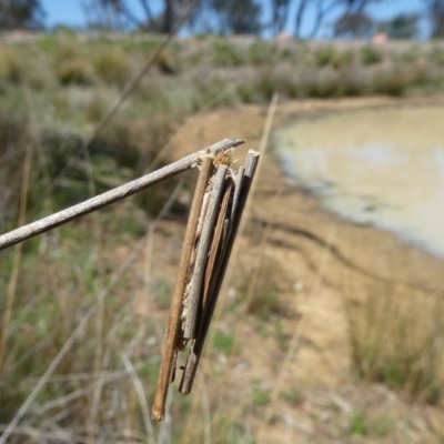 Clania ignobilis (Faggot Case Moth) at Molonglo Valley, ACT - 16 Oct 2017 by HarveyPerkins