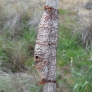 Austracantha minax at Molonglo Valley, ACT - 14 Oct 2017