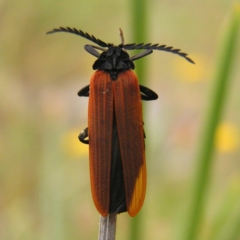 Porrostoma rhipidium (Long-nosed Lycid (Net-winged) beetle) at Kambah, ACT - 12 Nov 2017 by MatthewFrawley