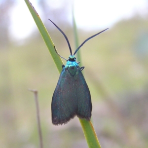 Pollanisus viridipulverulenta at Kambah, ACT - 12 Nov 2017