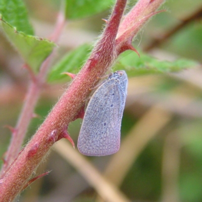 Dworena hyacintha (A planthopper) at Mount Taylor - 12 Nov 2017 by MatthewFrawley