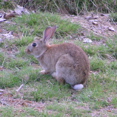 Oryctolagus cuniculus (European Rabbit) at Mount Ainslie to Black Mountain - 14 Nov 2017 by MatthewFrawley