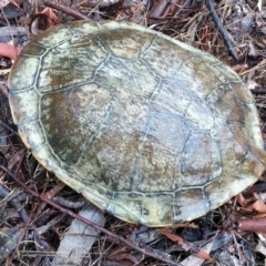 Chelodina longicollis (Eastern Long-necked Turtle) at Gundaroo, NSW - 16 Nov 2017 by Varanus