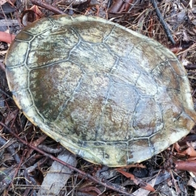 Chelodina longicollis (Eastern Long-necked Turtle) at Gundaroo, NSW - 16 Nov 2017 by Varanus